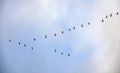 Silhouettes of flying flock of swans in the autumn sky