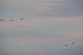 Silhouettes of flying sandhill cranes at sunset during Fall / Autumn migrations in the Crex Meadows Wildlife Area in Northern Wisc Royalty Free Stock Photo