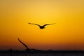 Silhouettes of flying seagulls during a beautiful sunrise - perfect for wallpapers