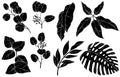 Silhouettes of Foliage, monstera, eucalyptus