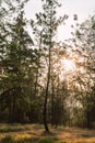 Silhouettes of forest tree branches with the sunset sun in the background