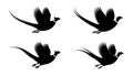 Silhouettes of four flying pheasant birds in flight against a plain white background Royalty Free Stock Photo