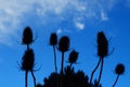 silhouettes of fruit heads of the wild teasel