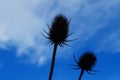 silhouettes of fruit heads of the wild teasel