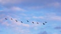 Silhouettes of geese in flight formation