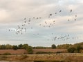 Silhouettes of geese flying above country scene in a line swarm Royalty Free Stock Photo