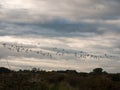 Silhouettes of geese flying above country scene in a line swarm Royalty Free Stock Photo