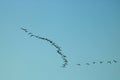 Silhouettes of geese flying in formation in sky