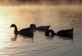 Silhouettes of geese in the light of the rising sun