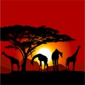 Silhouettes of giraffes on African sunset