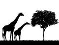 Silhouettes of giraffes and tree on white background vector Royalty Free Stock Photo