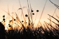 Silhouettes of grass in front of orange color sunset sky, selective focus Royalty Free Stock Photo