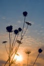 Silhouettes of grass at sunset Royalty Free Stock Photo