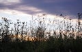 silhouettes of grass at sunset motley grass dawn purple pink Royalty Free Stock Photo