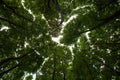 Silhouettes of green maple treetops