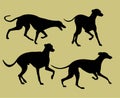 Silhouettes of greyhounds