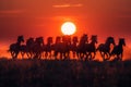 Silhouettes of herd of horses galloping across field at sunset Royalty Free Stock Photo