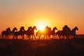 Silhouettes of herd of horses galloping across field at sunset