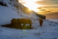 Silhouettes of a herd of Icelandic horses eating grass with the snowy ground at sunset, under a cloudy sky and orange by the first