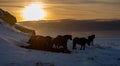 Silhouettes of a herd of Icelandic horses eating grass with the snowy ground at sunset, under a cloudy sky and orange by the first