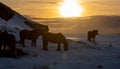 Silhouettes of a herd of Icelandic horses eating grass with the snowy ground at sunset, under a cloudy sky and orange by the first