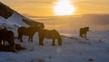 Silhouettes of a herd of Icelandic horses eating grass with the snowy ground at sunset, under a cloudy sky and orange by the first