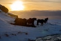 Silhouettes of a herd of Icelandic horses eating grass with the snowy ground at sunset, under a cloudy sky and orange