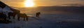 Silhouettes of a herd of Icelandic horses eating grass with the snowy ground at sunset, under a cloudy sky and orange by the first Royalty Free Stock Photo