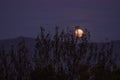 Silhouettes of high grass branches with blurred dark sky. Spooky full moon night switching with early morning