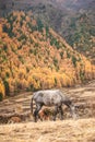 Silhouettes of hors grazing on the dry autumn pasture. Couple of horses with one in front of them. Autumn forest.