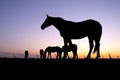 Silhouettes of horses in meadow against colorful setting sun Royalty Free Stock Photo