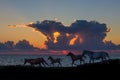 silhouettes of horses running at seashore Royalty Free Stock Photo