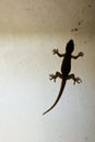 Silhouettes house lizard on the ground glass Royalty Free Stock Photo