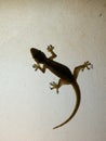 Silhouettes house lizard on the ground glass Royalty Free Stock Photo