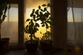 Silhouettes of house plants of grapefruit tangerine nettle and wild strawberry at dawn