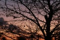 Silhouettes of leafless trees and street light Royalty Free Stock Photo