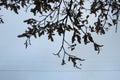 Silhouettes of lime branches Royalty Free Stock Photo
