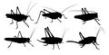 Silhouettes of locust.