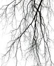 Silhouettes of long individual twigs Royalty Free Stock Photo
