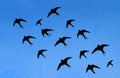 Silhouettes of many swallows