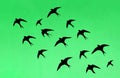 Silhouettes of many swallows