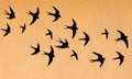 Silhouettes of many swallows Royalty Free Stock Photo