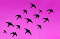 Silhouettes of many swallows