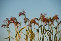 Silhouettes of millet sorghum plants on the background of the sky in the field in the evening