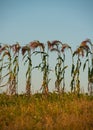 Silhouettes of millet sorghum plants on the background of the sky in the field in the evening