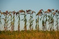 Silhouettes of millet sorghum plants on the background of the sky in the field in the evening