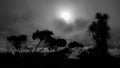 Silhouettes of New Zealand Native vegetation Royalty Free Stock Photo