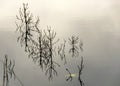 Silhouettes of old dead tree branches in the lake, flooded forest