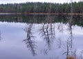 Silhouettes of old dead tree branches in the lake, flooded forest