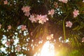 Silhouettes of oleander leaves and flowers in sunlight